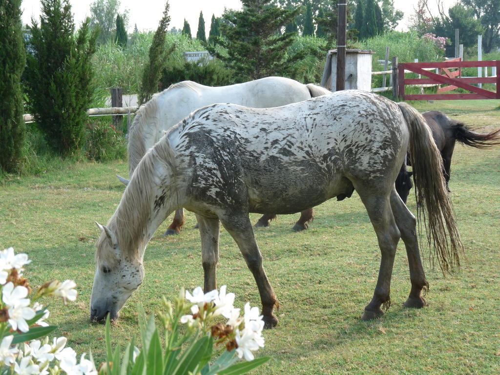 Bergerie D'Alivon En Camargue Bed & Breakfast Albaron Exterior photo